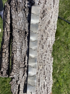 Pulsera de plata 900 A. Belgiorno - comprar online