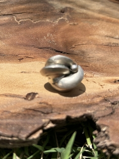 Anillo de plata estilo belgiorno