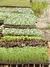 Bandeja de Plantines x 10 Otoño/Invierno en internet