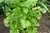 Plantín de Aromática: Cilantro - comprar online