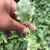 Plantín de Kale - comprar online