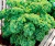 Plantín de Kale