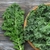 Plantín de Kale en internet