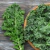 Plantín de Kale en internet