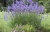 Plantín de Lavanda - Rincón de la Huerta