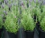 Plantín de Lavanda - comprar online