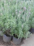Plantín de Lavanda en internet