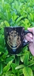 HOGWARTS BLACK