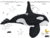 Orca