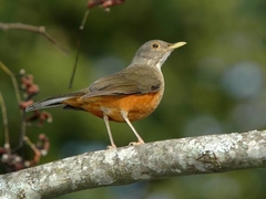 Ração Oleosa Laranja - comprar online