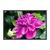 Quadro Decorativo Flor Dália Rosa Natureza FLO045