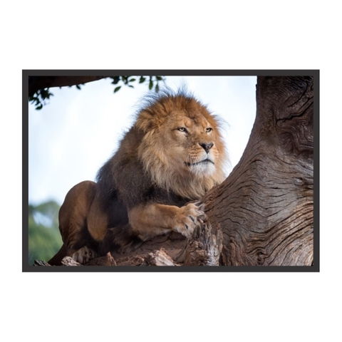 Quadro Decorativo Leão Em Árvore ANIL068