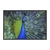 Quadro Decorativo Pavão Ave ANIV010