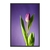 Quadro Decorativo Tulipa Roxa FLOT021