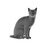 Gato Pelô Curto Brasileiro Pet - BR 3D