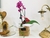 Box Orquídea e Gato Mia