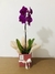 Box Orquídea 1 Haste