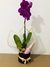 Box Elegância
