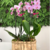 Cachepot de Orquídeas 4 Hastes