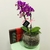 Orquídea e Chocolate