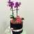 Box M, Orquídea G e Chocolate