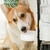 Dispensador de Agua o Comida para Mascota mod.CY745  - comprar en línea