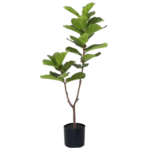 Planta artificial Pandurata 155 cm