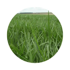 Banner da categoria Agro