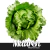 Semente de Alface Mauren Feltrin - 1000 Sementes - comprar online