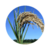 Semente de Arroz Sequeiro Brs A502 - 20KG - comprar online