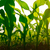 Semente de Milho Hibrido Bm 3066 Pro 2 - 2KGs-milho verde - loja online