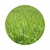 Semente de Panicum Maximum Cv Mombaça - 15KG