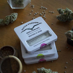 Auto Critical Orange Punch - comprar online