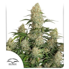 Auto Critical Orange Punch