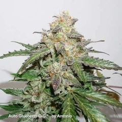 Auto Glueberry O.G - comprar online