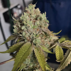 Kush Sherbet (New Edition) - comprar online
