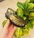 Imagem do SANDALIA MEL FUME 39002-416