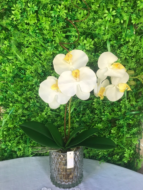 Arranjo de Orquídea Branco