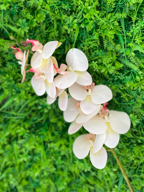 Orquídea Toque Real Branca/Rosa
