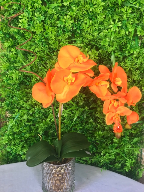 Arranjo de Orquídea Laranja