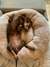 CAMITA PET CORDERITO - comprar online