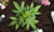 Fertilizantes