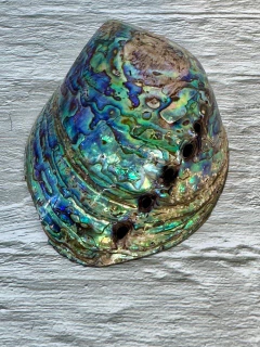 Caracol de Abullon (Nacar) - comprar online