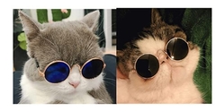 Anteojos para Mascotas redonditos - Gatos & Perros Pequeños - tienda online