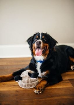 Juego de ingenio para Perros - Pingüinos en Iglú - Petzone