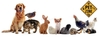 Banner Petzone
