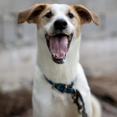 Abel Pintos - Adoptá un camperito - No compres perritos