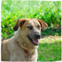 Isidoro - Adoptá un camperito - No compres perritos