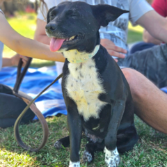 Mamina - Adoptá un camperito - No compres perritos