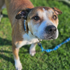 Milu - Adoptá un camperito - No compres perritos
